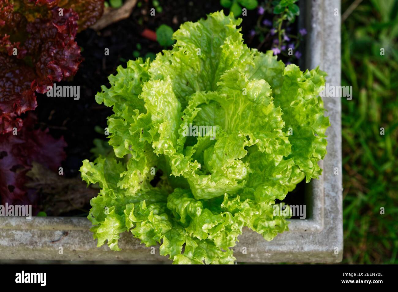 Ein grüner Blattsalat ist bereit, die Blätter gepflückt zu einem köstlichen Salat hinzuzufügen Stockfoto