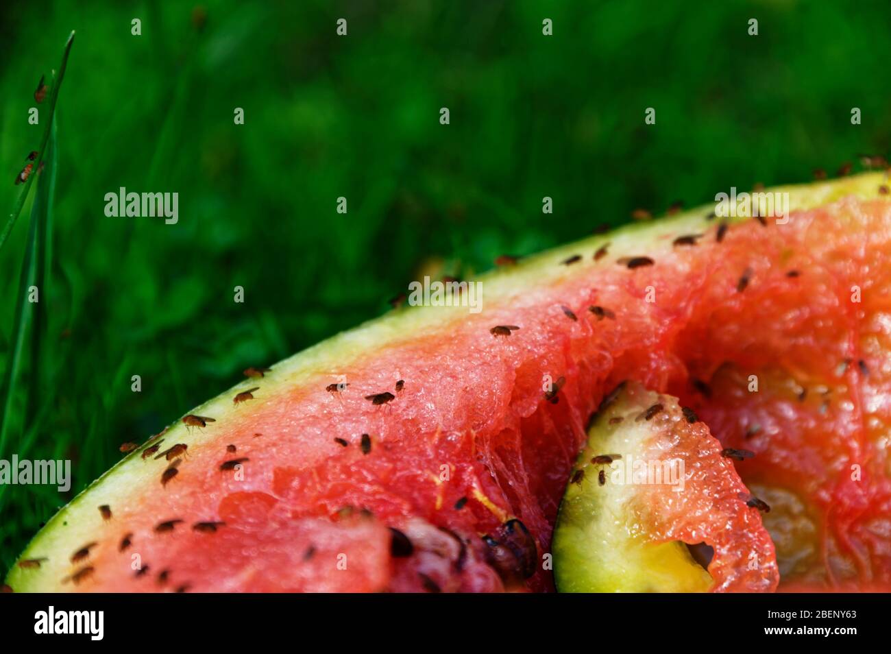 Eine verschwendete Wassermelone hat viele Fruchtfliegen angezogen, um sich davon zu ernähren Stockfoto