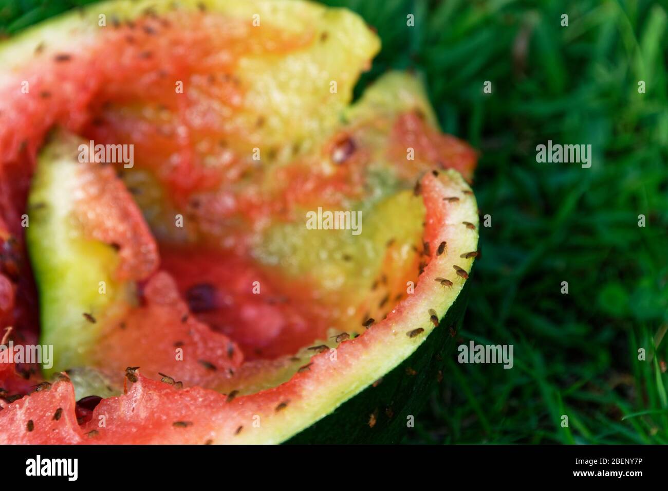 Fruchtfliegen werden von einem weggeworfenen Stück Wassermelone angezogen,  das auf das Gras geworfen wurde Stockfotografie - Alamy