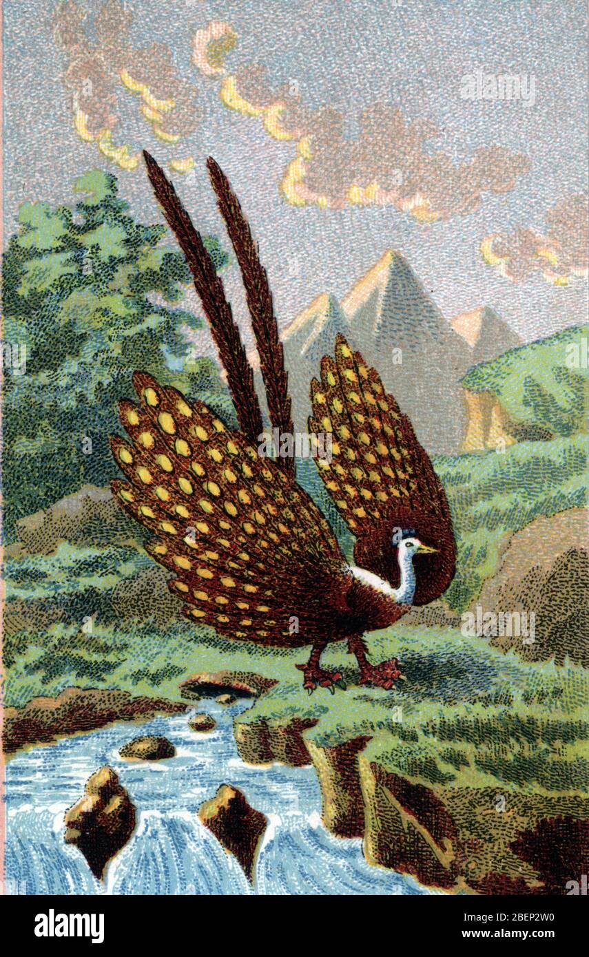 ornithologie : Argus geant (Argusianus argus) der Fasan großer Argus - Chromolithographie 19. Jahrhundert Privatsammlung Stockfoto