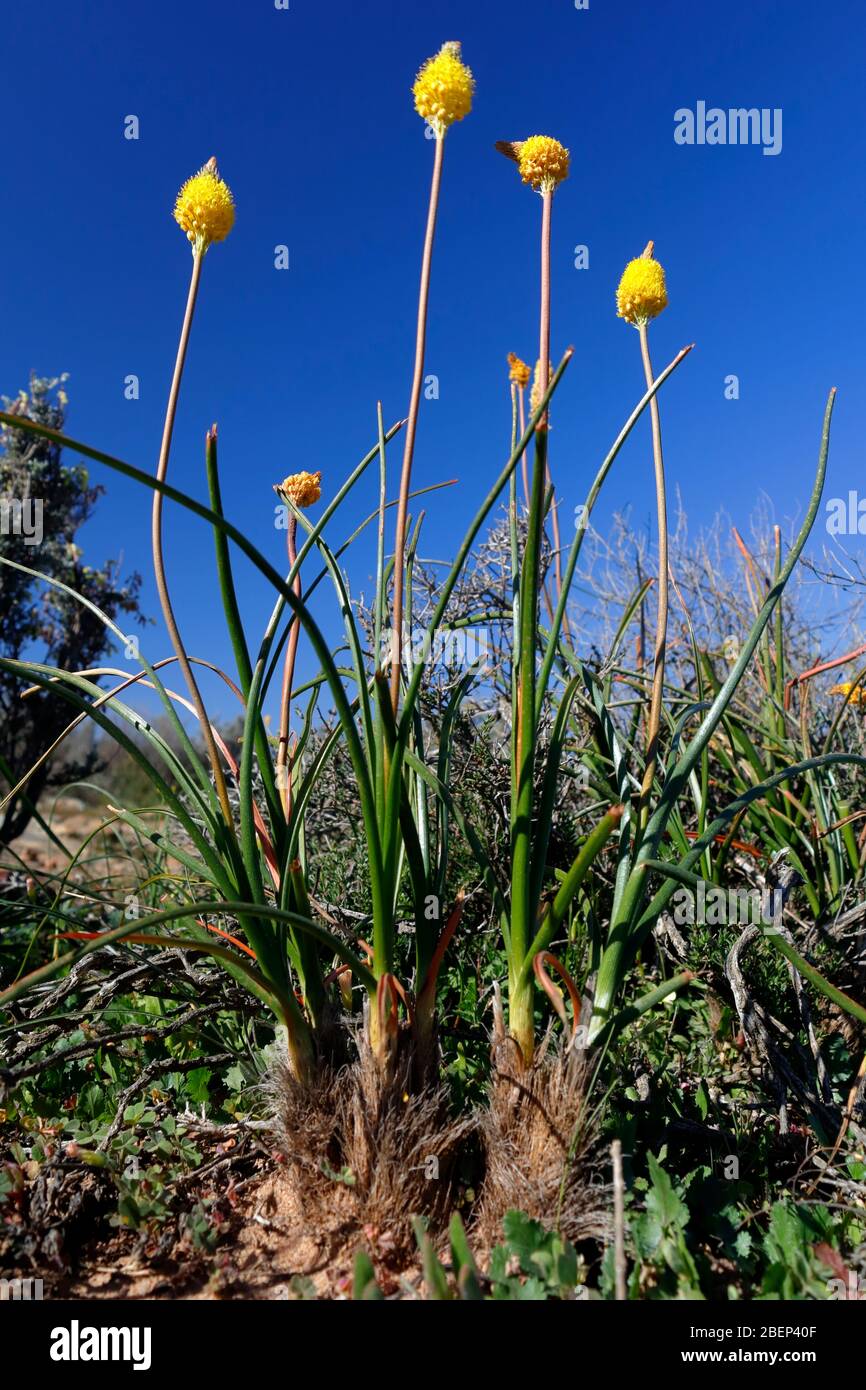Natürliche Wildblumen in der Nähe von Nieuwoudtville, Nordkap, Südafrika Stockfoto