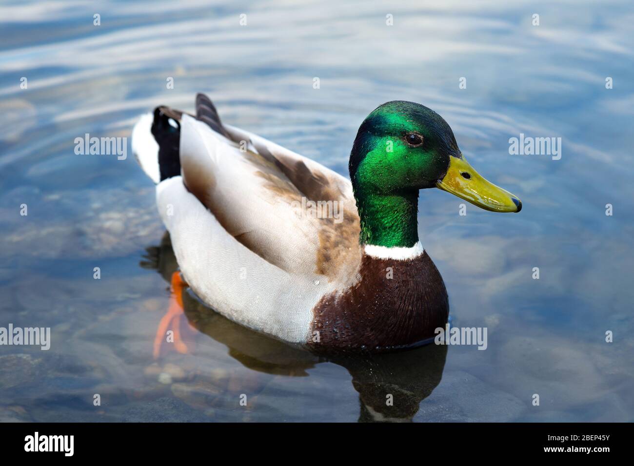 Nahaufnahme von männlichen Stockenten im Wasser schwimmen - Anas platyrhynchos Stockfoto