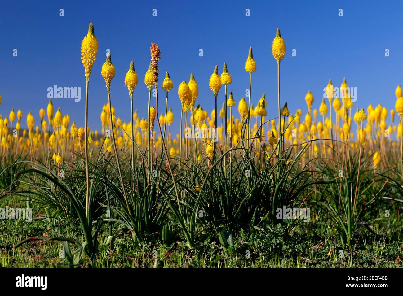 Natürliche Wildblumen in der Nähe von Nieuwoudtville, Nordkap, Südafrika Stockfoto