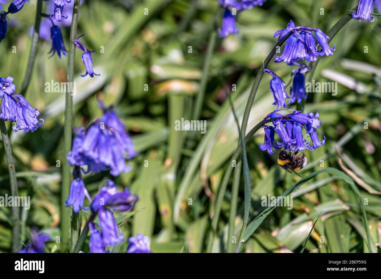 Hummel sammelt Pollen von Bluebell Blüten Stockfoto