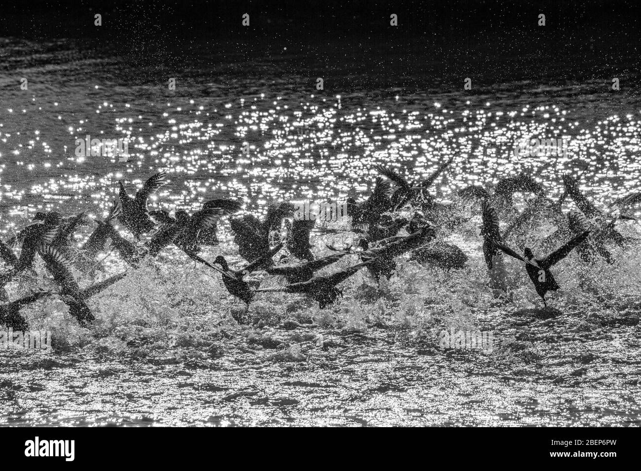 Überrascht Herde von Enten hebt in Wasser Spray, See Vistonida, Porto Lagos, Xanthi Region, Nordgriechenland. Erstaunliche Natur in Aktion, seichte selektive Fokus der Vogel Silhouetten, schwarz und weiß Stockfoto