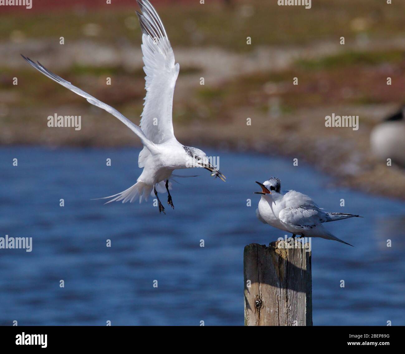 Adult Sandwich Tern fliegen mit einem Fisch zu einem Küken auf einem Pfosten sitzen füttern. Aufgenommen im Lodmoor Nature Reserve UK Stockfoto