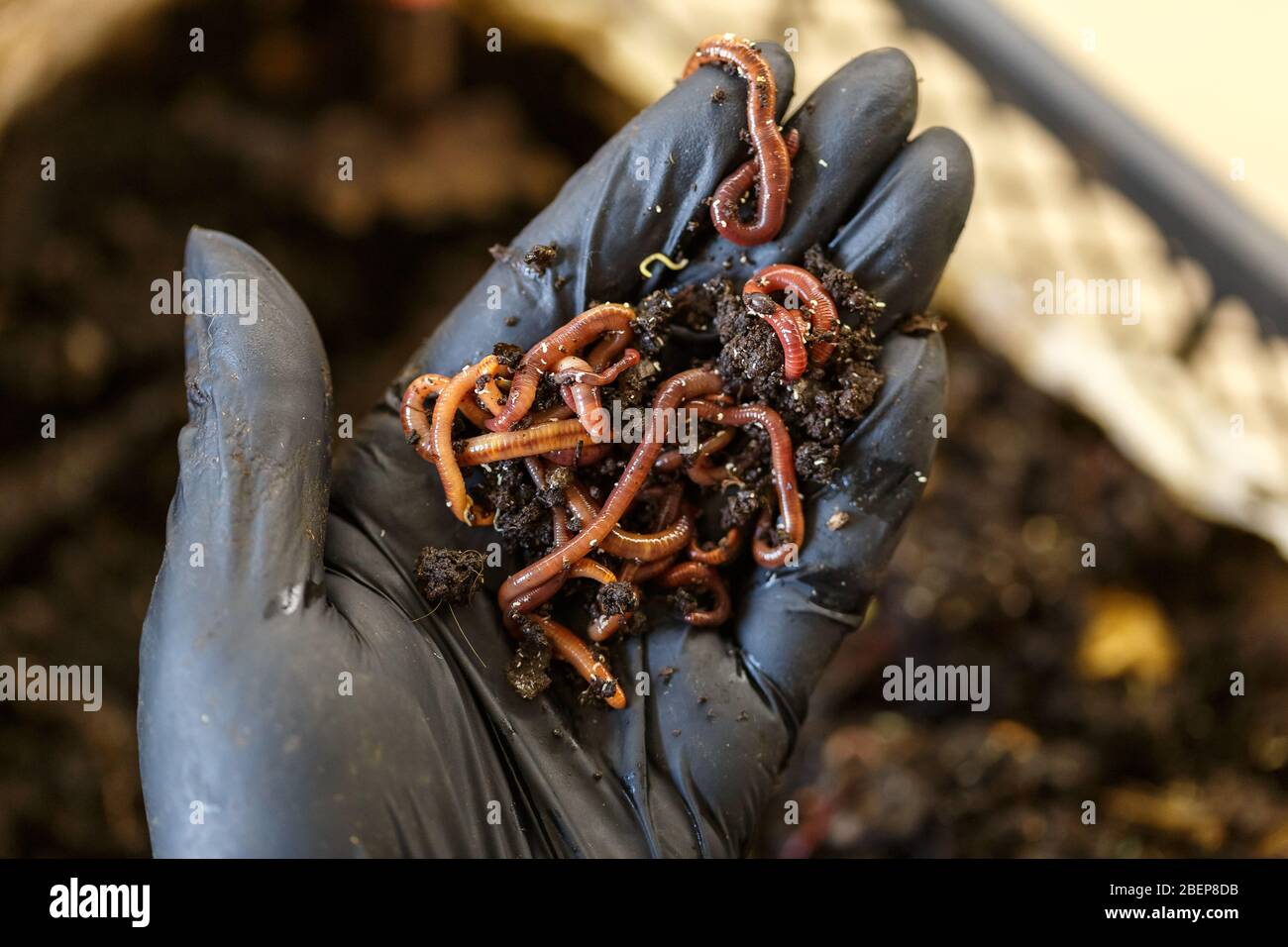 Würmer auf der Hand für hausgemachte Wurmkompostierung. Vermicomposting ist Methode der Umwandlung von Hauspflanze basierten Müll und Küche Lebensmittel Reste in reiche Org Stockfoto