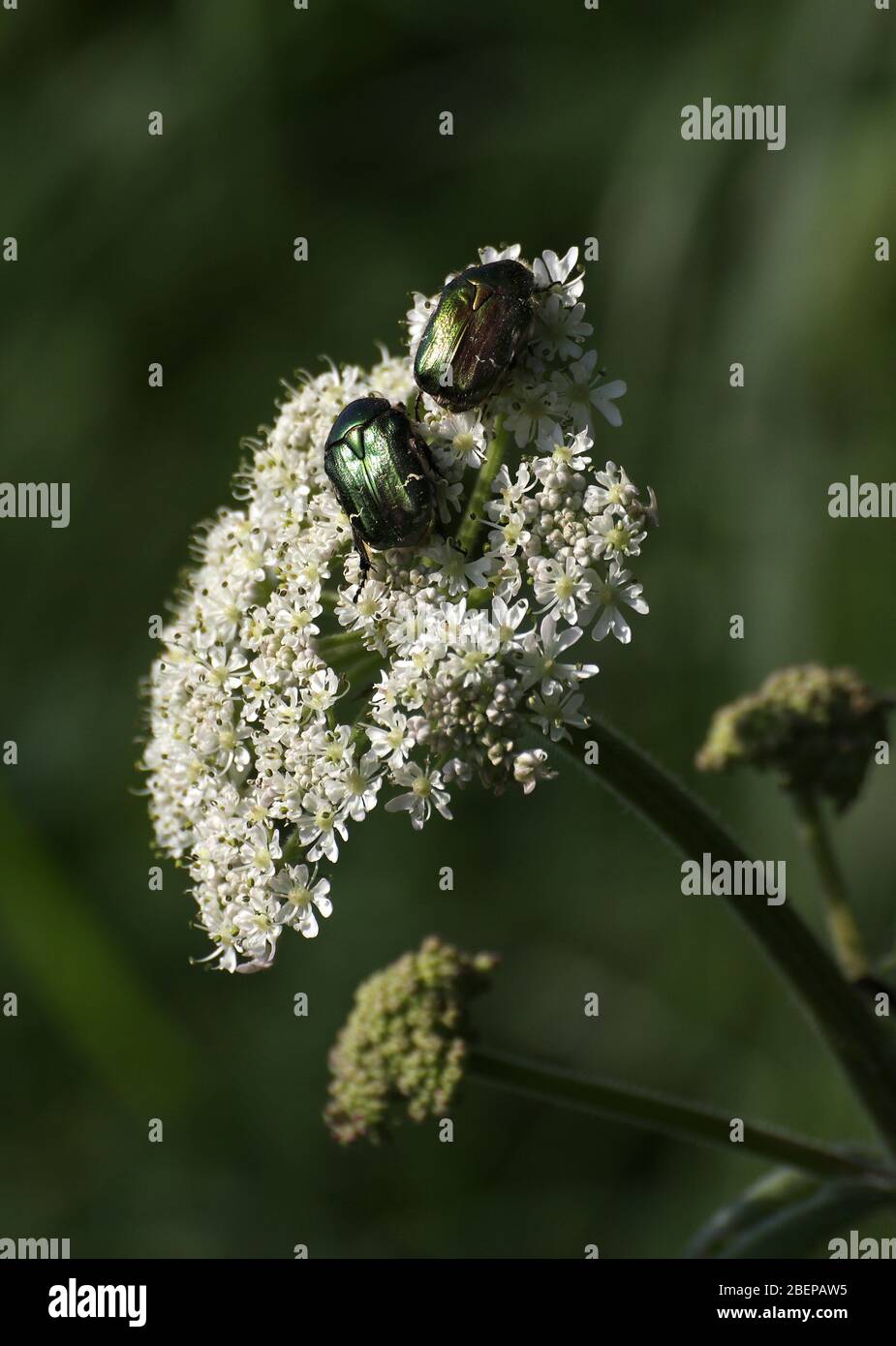 Rosenkäfer, Cetonia aurata, überkriechend und fütternd auf KuhPetersilienblüte, Anthriscus sylvestris. Genommen Wales UK Stockfoto