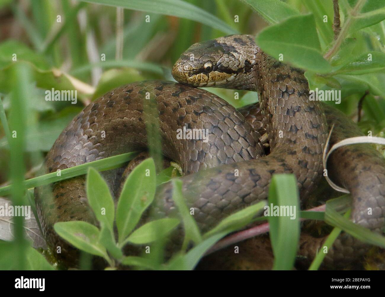 Sehr seltene UK Smooth Snake, Coronella austriaca, auf dem Boden im Grass aufgewickelt.UK Stockfoto