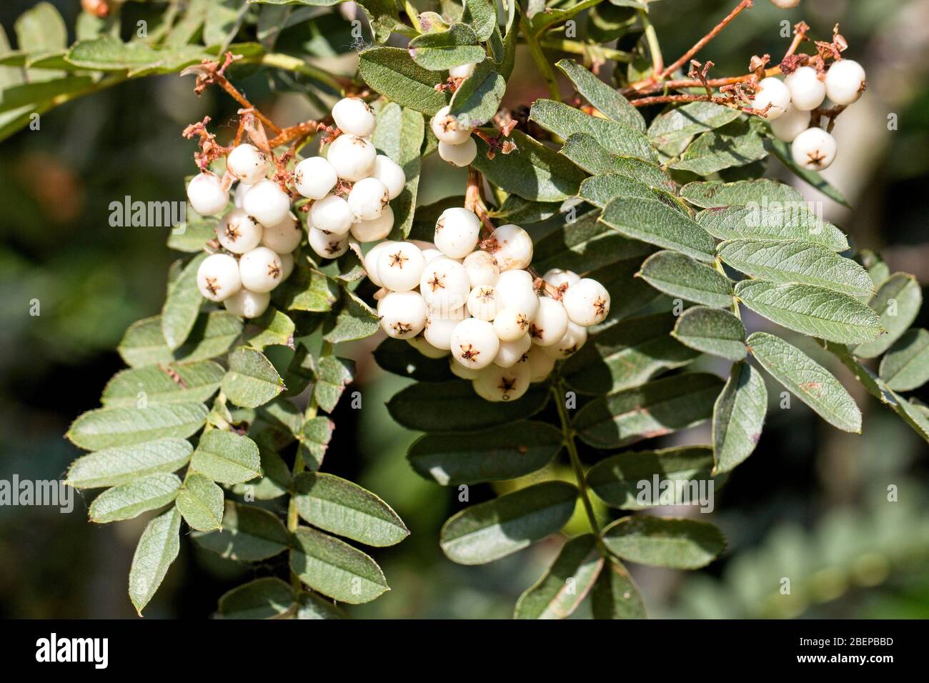 Weiße Beeren auf einem Sorbus-Busch. Stockfoto