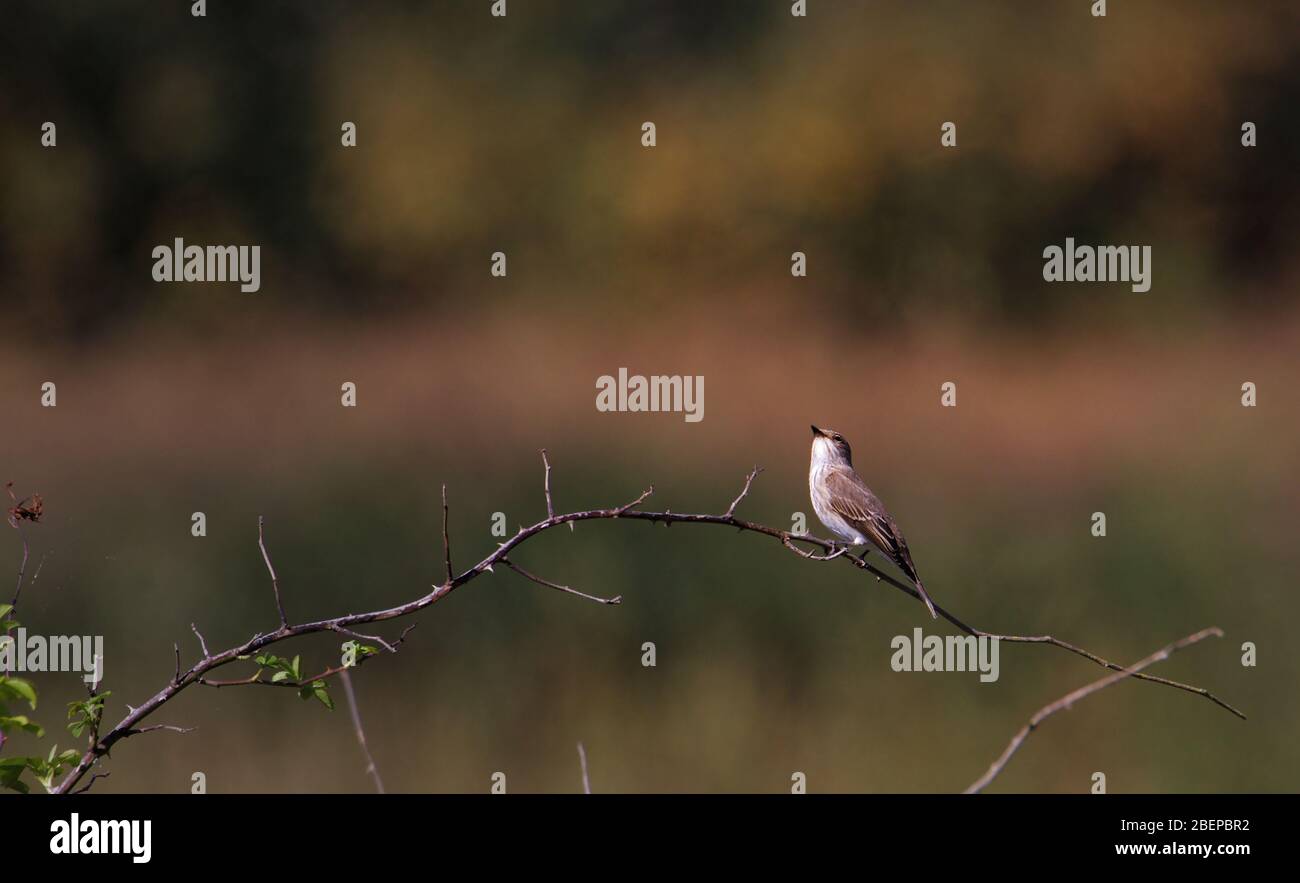 Gefleckte Fliegenschnäpper, Muscicapa striata, die Insekten von einem Barsch aus beobachten. Aufgenommen bei Stanpit Marsh UK Stockfoto