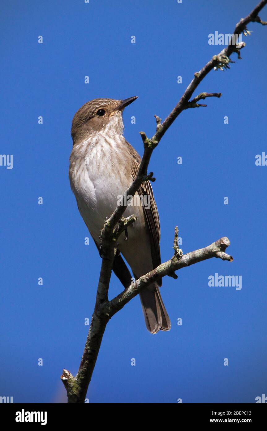 Ein gefleckter Fliegenfänger, Muscicapa striata, auf einem Ast gegen thstanpit e blauen Himmel auf der Suche nach Insekten thront. Aufgenommen bei Stanpit Marsh UK Stockfoto