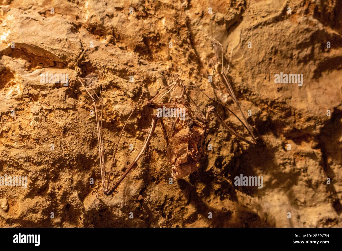 Ein Fledermausfossil im Mammutmuseum Siegsdorf, Siegsdorf, Bayern, Deutschland. Stockfoto