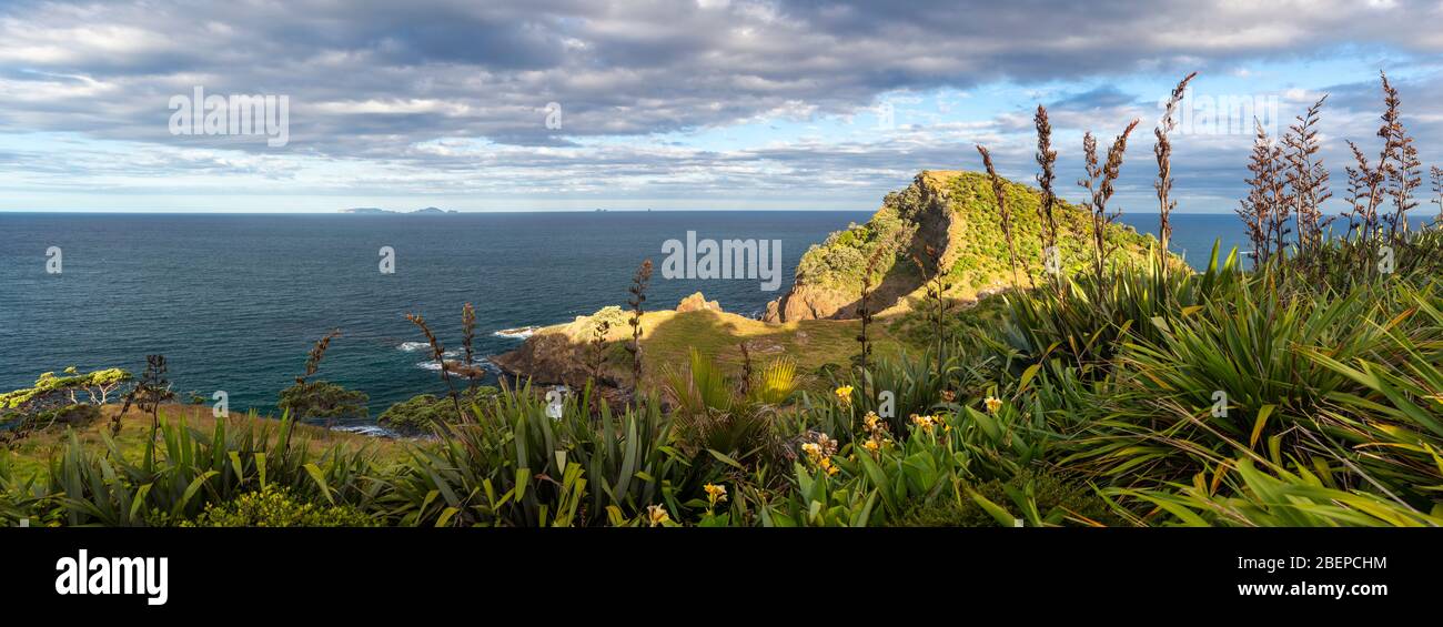 Panoramablick auf die Küste am Middle Gable mit Flachsbüschen im Vordergrund, Tutukaka, Neuseeland Stockfoto