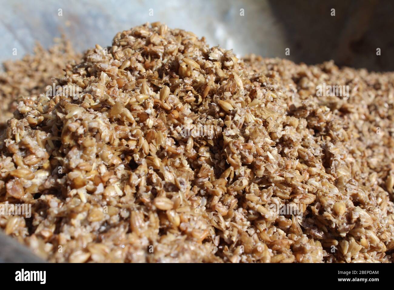 Nahaufnahme von nass verbrauchten Malzkörnern, dem Restprodukt, das während des Bierbrauprozesses produziert wird. Stockfoto