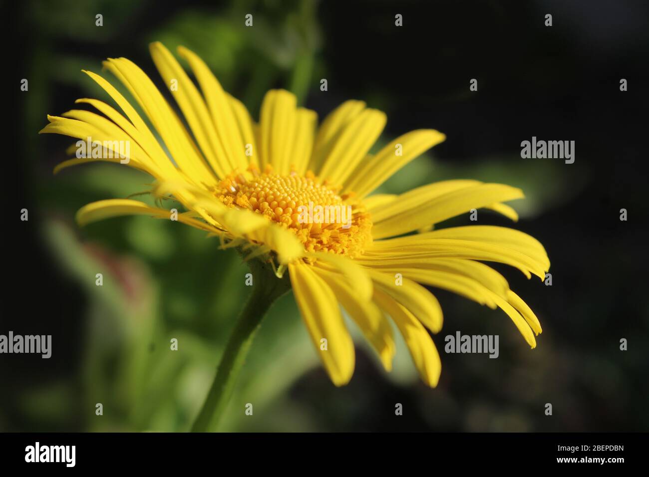 Seite auf Nahaufnahme Bild der schönen gelben Blume von Doronicum orientale 'Magnificum'. Eine beliebte Frühlingsblüte Gartenpflanze. Stockfoto