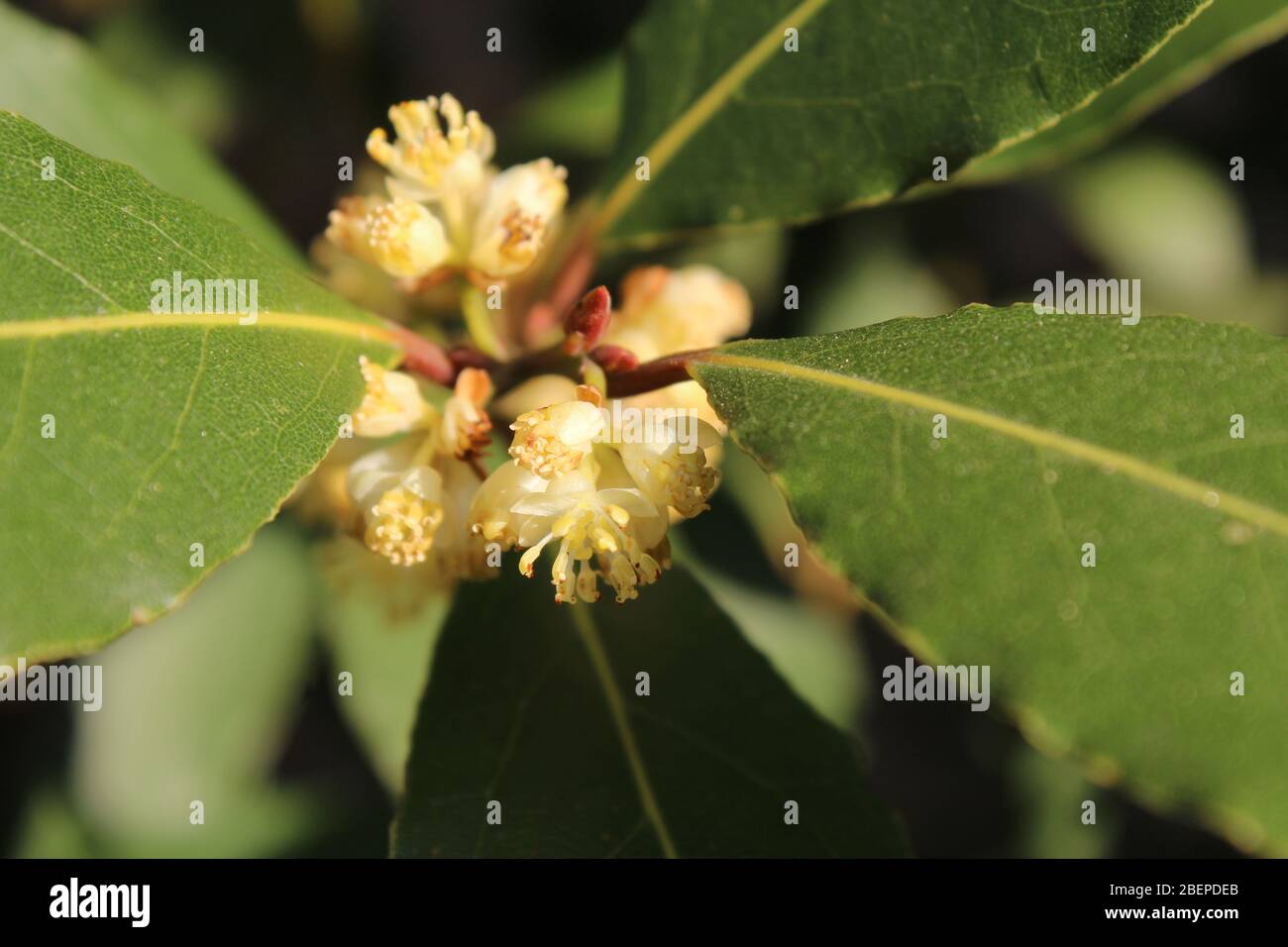 Nahaufnahme der winzigen weißen Blüten von Laurus nobilis auch bekannt als Lorbeer oder Lorbeer. Stockfoto