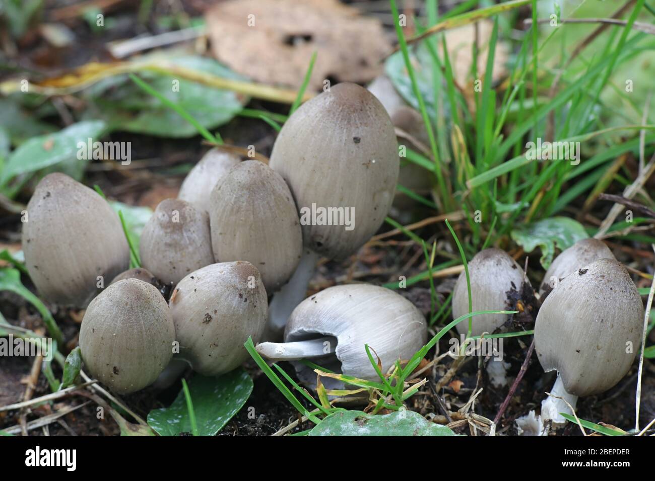 Coprinopsis atramentaria, bekannt als die gemeinsame Tintenkappe, gemeinsame Tintenkappe oder tippler's Fluch, wilde Pilze aus Finnland Stockfoto