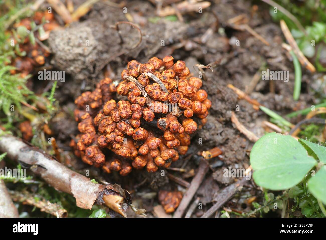 Erlenwurzelknollen bilden eine Symbiose mit Stickstoff fixierenden Bakterien Stockfoto