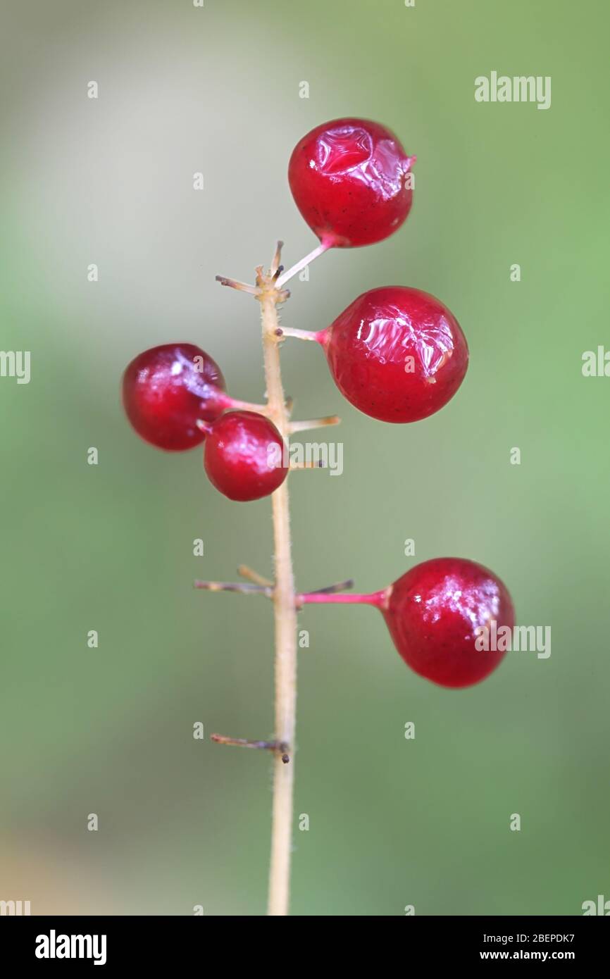 Maianthemum bifolium, bekannt als Maiglöckchen oder Falsche Maiglöckchen, wilde giftige Pflanze aus Finnland Stockfoto