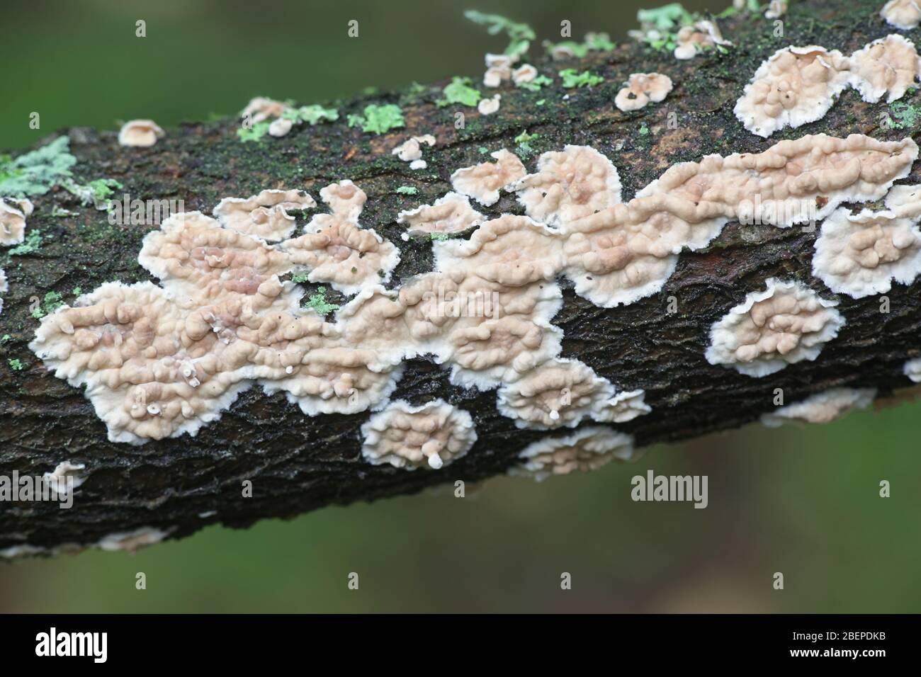 Corticium laeve, der Tränenfaulpelz, Wildpilz aus Finnland Stockfoto