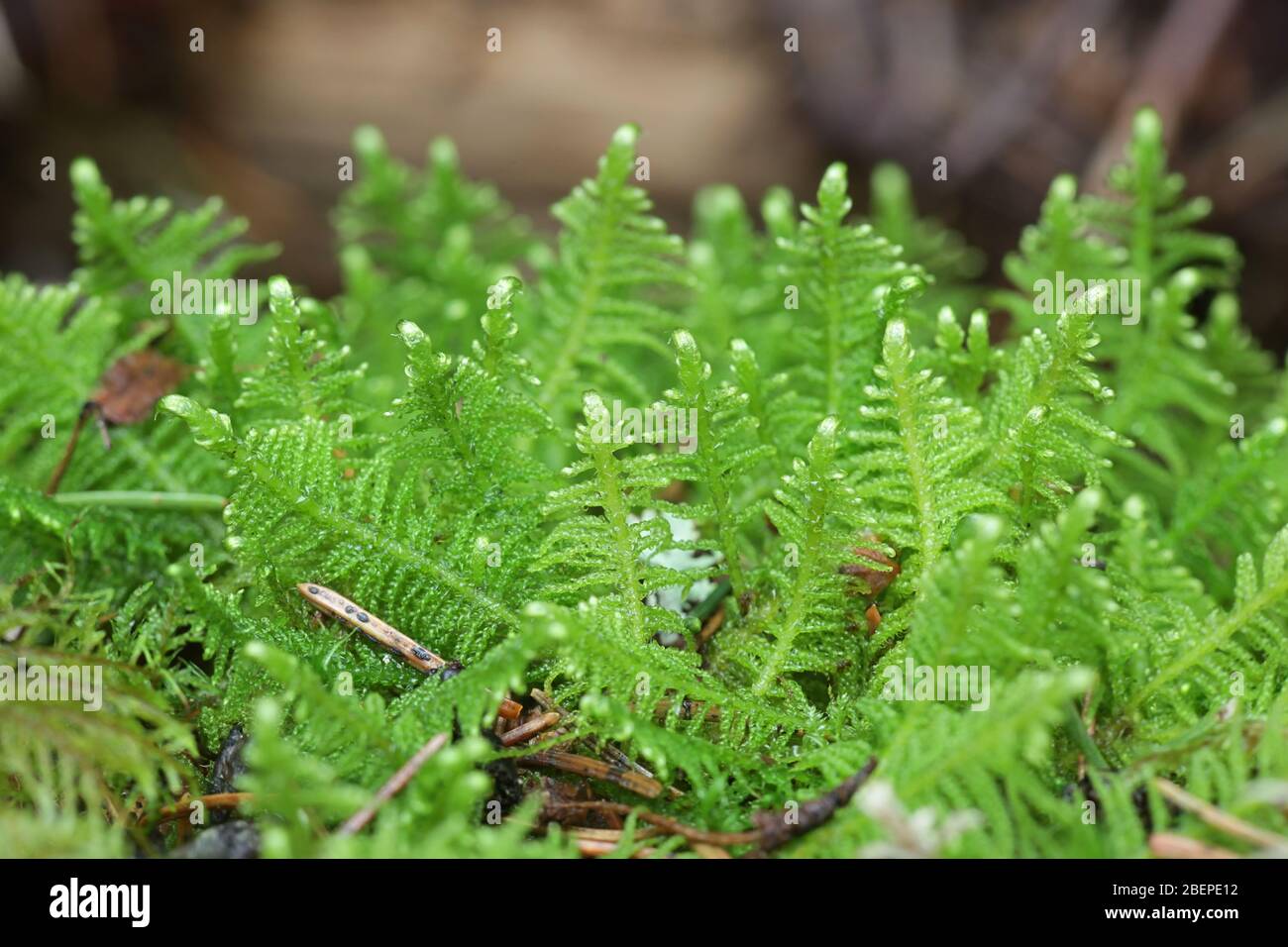 Ptilium crista-castrensis, bekannt als Ritterfahnenmoos oder Straußenfahnenmoos Stockfoto