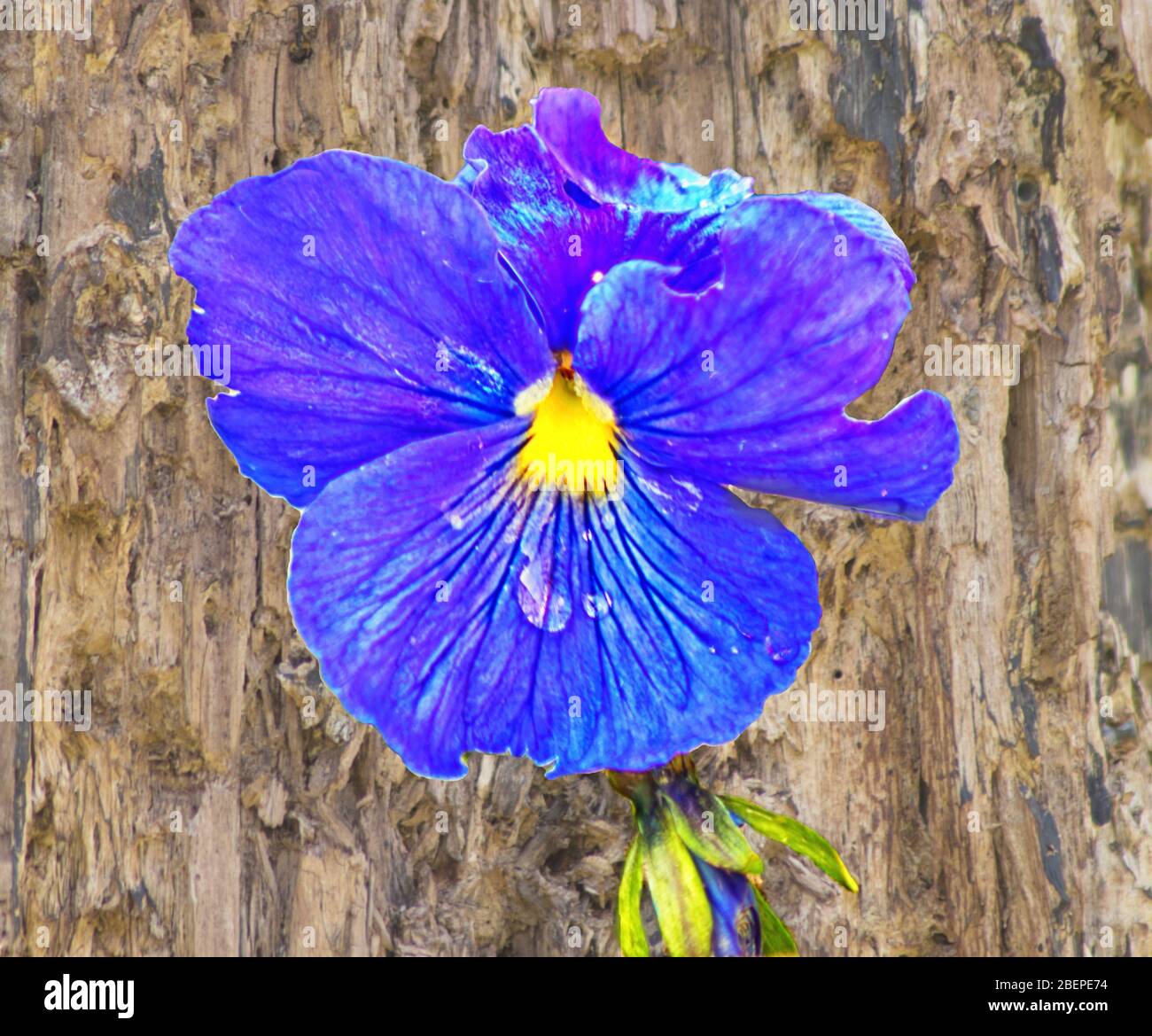 Eine malerische Darstellung eines Stiefmütterchen-Blütenkopfes, der vor einem verschwommenen Hintergrund aus Baumrinde als kreatives Makrobild gesetzt wird Stockfoto