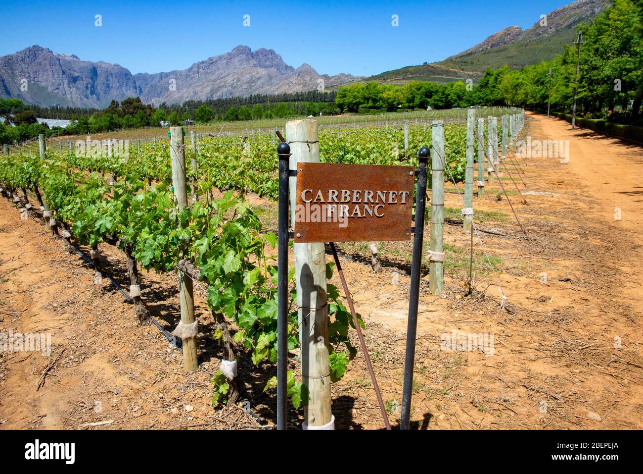 Carbernet Franc Reben wachsen in einem Tal in der Nähe von Stellenbosch, Südafrika. Stellenbosch ist vielleicht die berühmteste Weinregion Südafrikas. Die Stadt, in der Küstenregion von Western Cape, ist reich an Geschichte und beherbergt die bekanntesten Weingüter des Landes. Cabernet Sauvignon ist die am weitesten verbreitete Rebsorte der Region Stockfoto