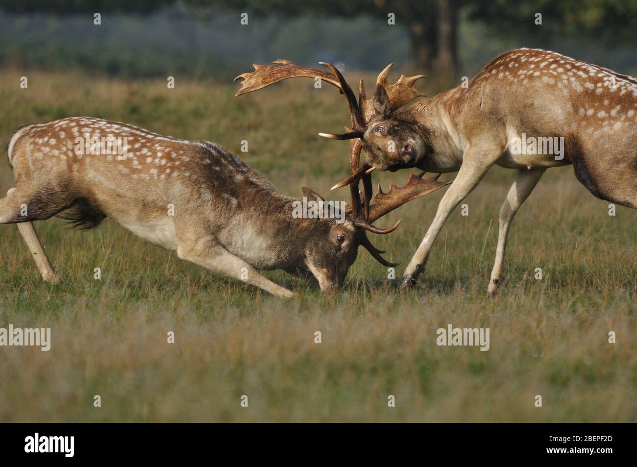 Damhirsch in Herbstfarben Stockfoto