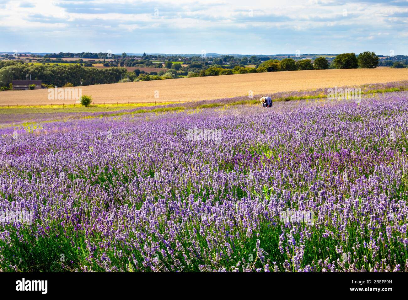 Person in einem Strohhut sammeln Lavendel bei Hitchin Lavender Fields, Großbritannien Stockfoto