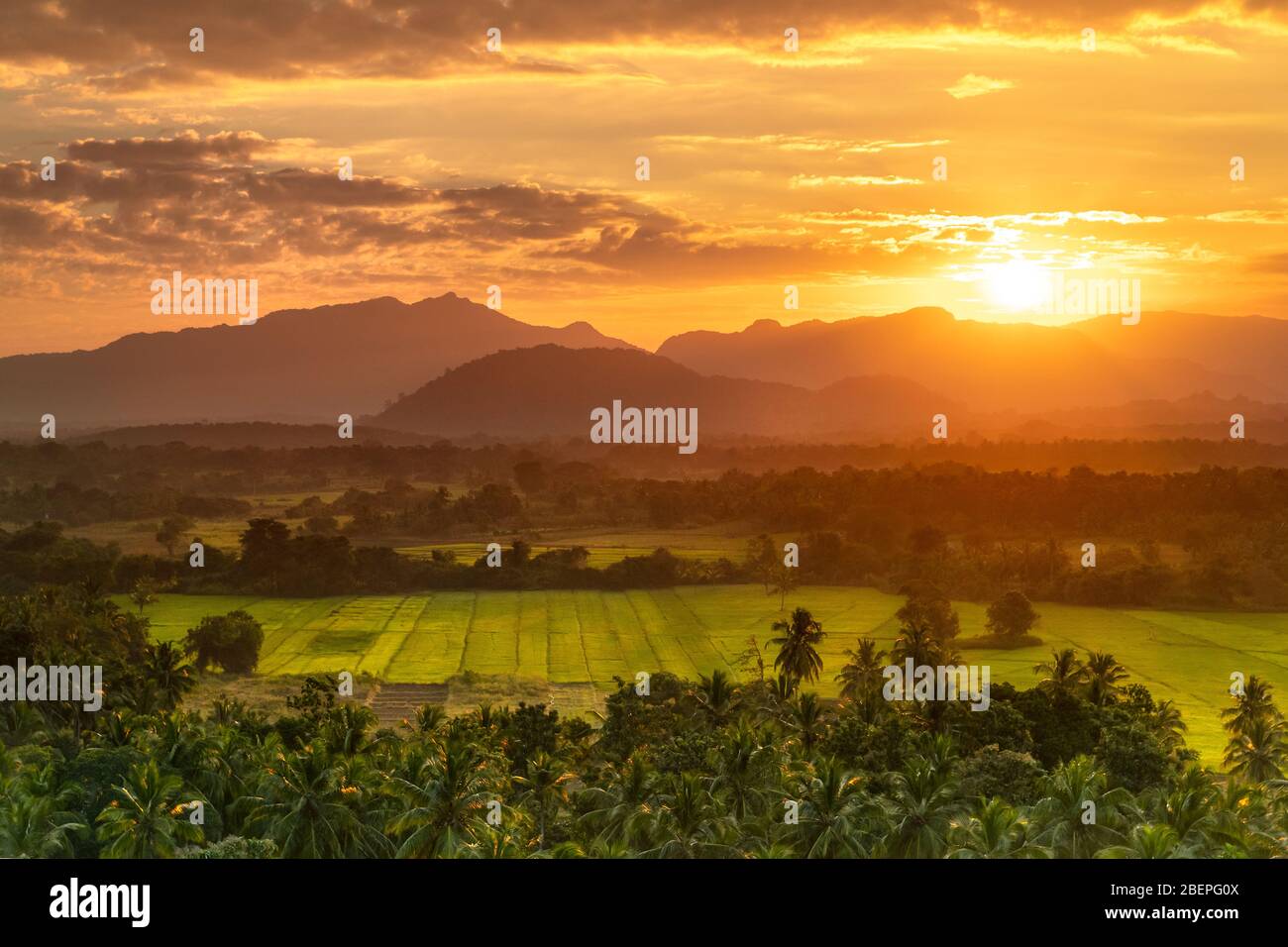Schöne Landschaft von frischen grünen Teeplantagen und Reisfelder in milden orange Sonnenuntergang Licht, traditionelle landwirtschaftliche Tal, Sri Lanka Stockfoto