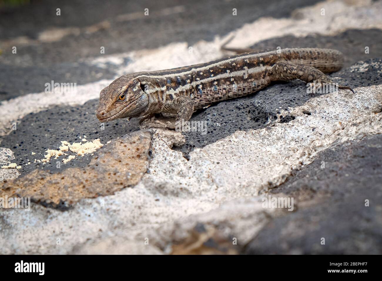Eidechse Reptile Stockfoto