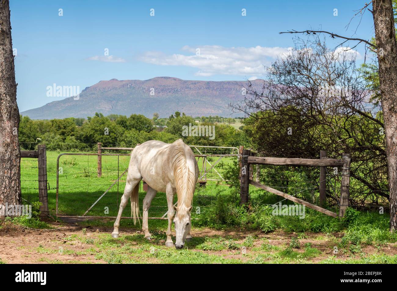 Weißes Pferd, das in der Nähe von Wiesentor auf einer Farm in Ostkap, Südafrika grast Stockfoto
