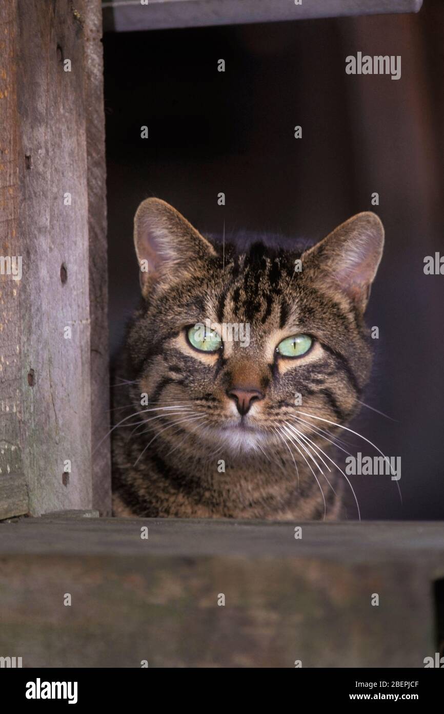 Katze domestic, braun gestromt Blick aus einem Scheune Fenster, Porträt Stockfoto