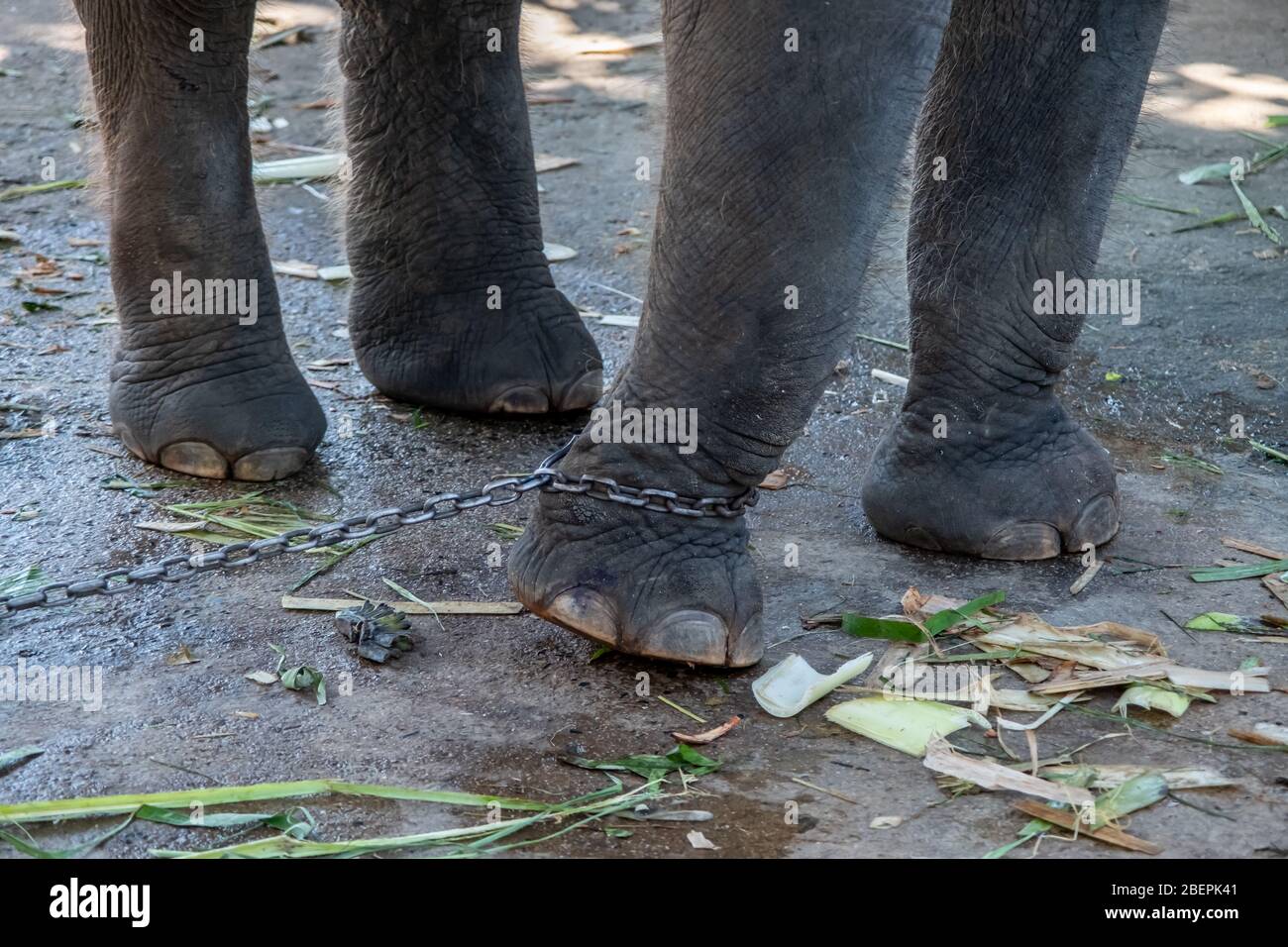 Nahaufnahme Foto von Fuß verketteten Baby Elefant Stockfoto
