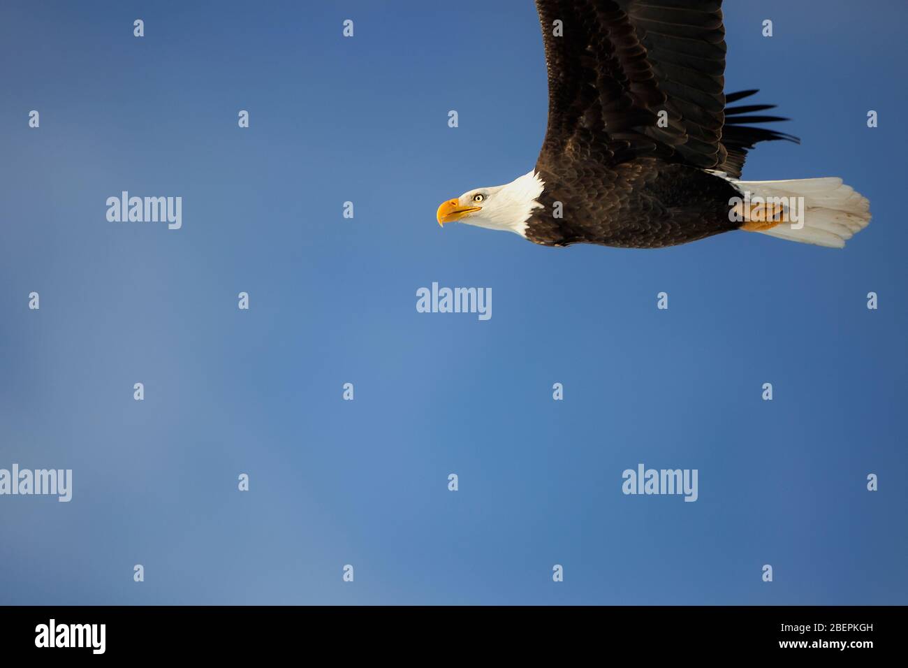 Schöner Weißkopfadler im Flug am dunkelblauen Himmel. Stockfoto