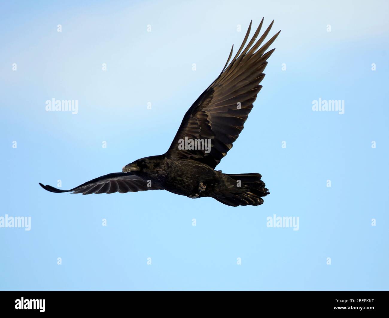 American Crow im Flug am hellblauen Himmel Stockfoto
