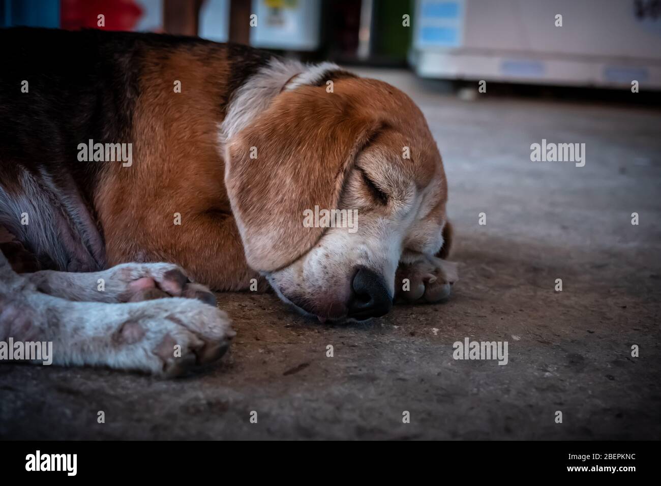 Schmutziger englischer Beagle Straßenhund, süßer englischer Beagle Hund schläft, Nahaufnahme Porträt Foto Stockfoto