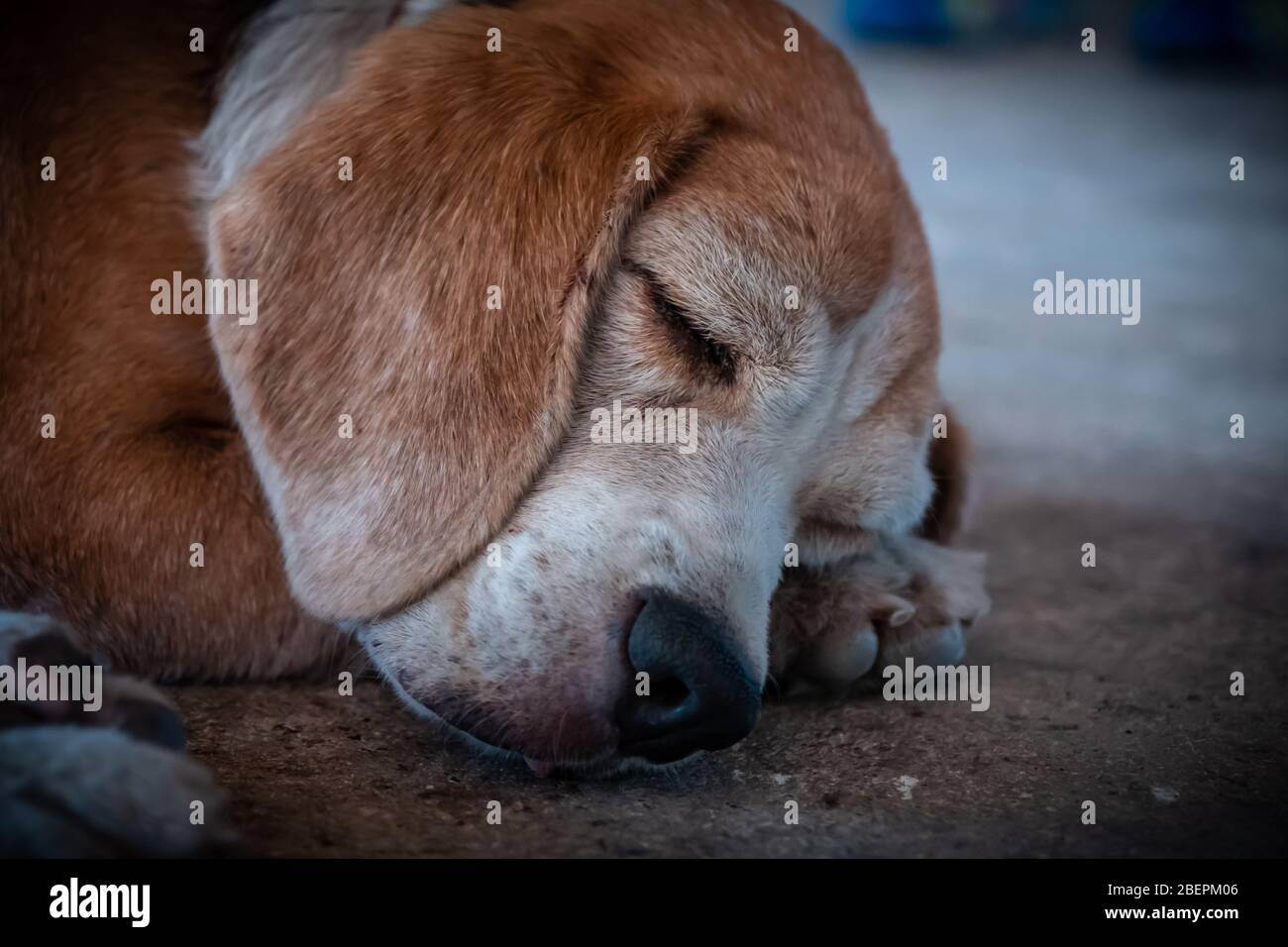 Schmutziger englischer Beagle Straßenhund, süßer englischer Beagle Hund schläft, Nahaufnahme Porträt Foto Stockfoto