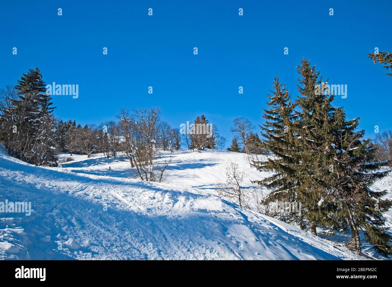 Panoramaaussicht, Snow Valley in alpinen Gebirgszug mit Nadelbäumen bedeckt Bäume auf blauen Himmel Hintergrund Stockfoto