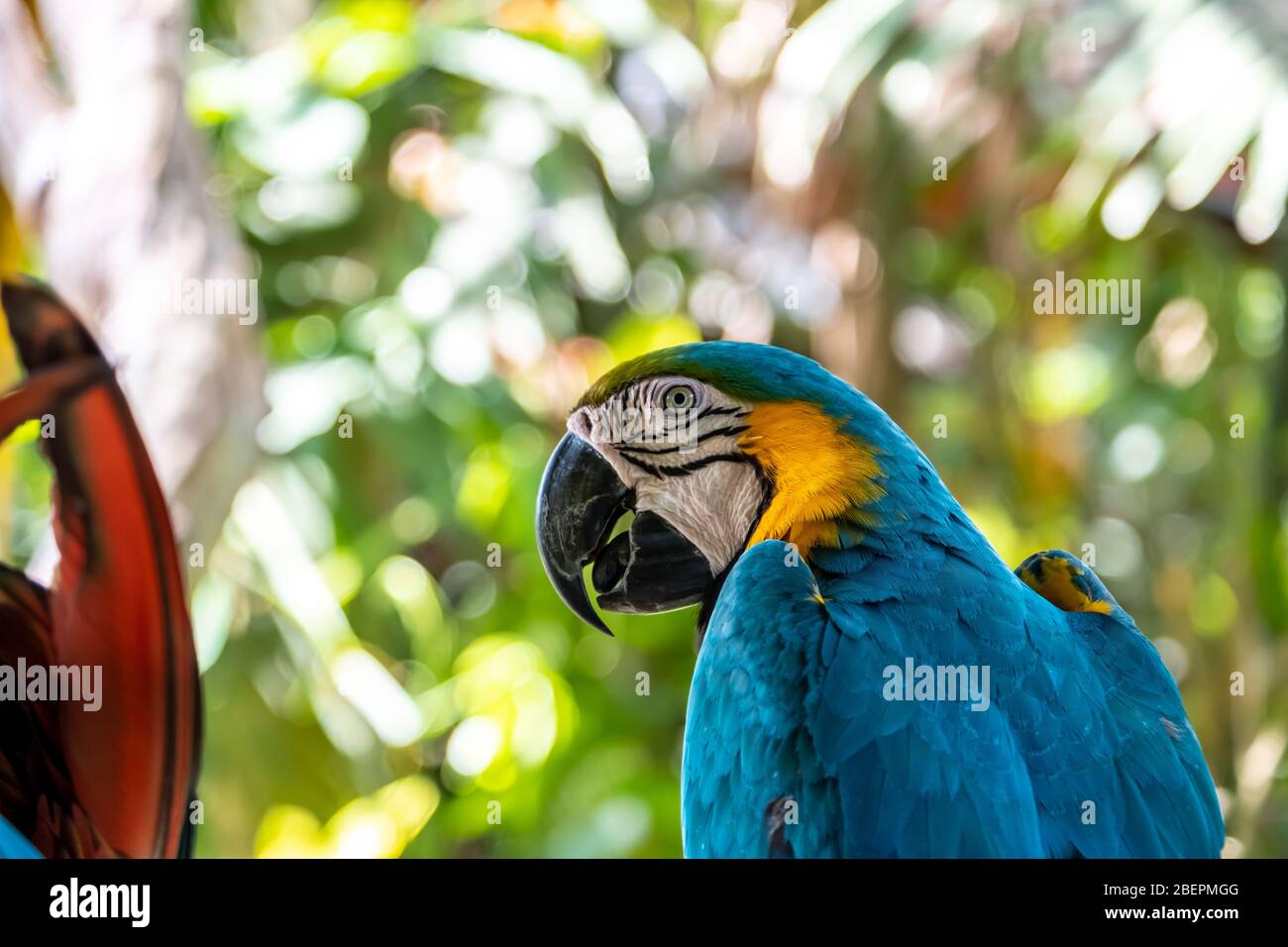 Scharlachara ist der Name dieses Vogels, bekannt als wahrer Papagei und wissenschaftlicher Name ist psittacoidea Stockfoto