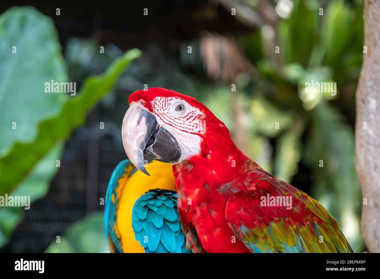 Scharlachara ist der Name dieses Vogels, bekannt als wahrer Papagei und wissenschaftlicher Name ist psittacoidea Stockfoto