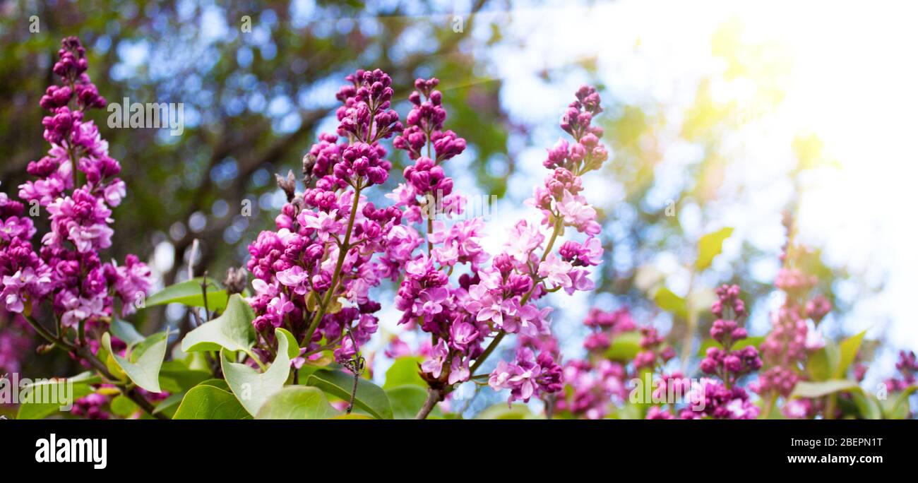 Lila Blumen Saison Frühling Urlaub Konzept auf Himmel Hintergrund Banner. Textkopierbereich. Stockfoto