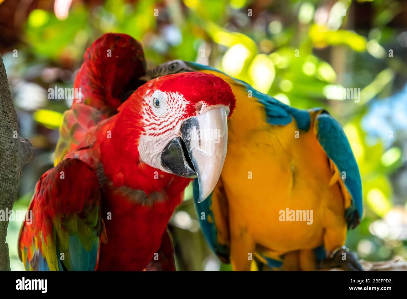 Scharlachara ist der Name dieses Vogels, bekannt als wahrer Papagei und wissenschaftlicher Name ist psittacoidea Stockfoto