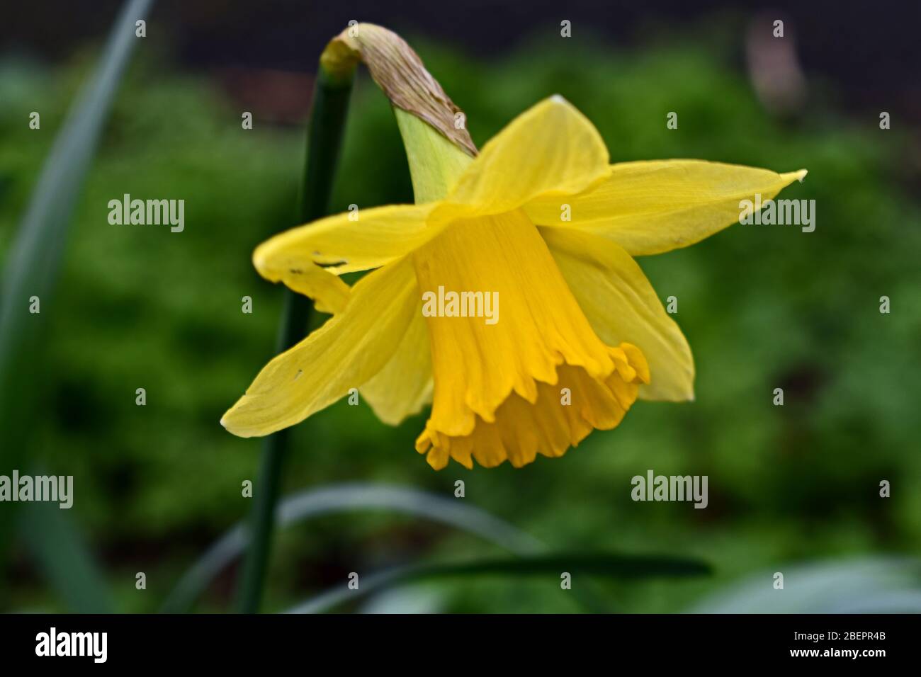 Einzelne Narzissenblüte auf einem verschwommenen grünen Hintergrund Stockfoto