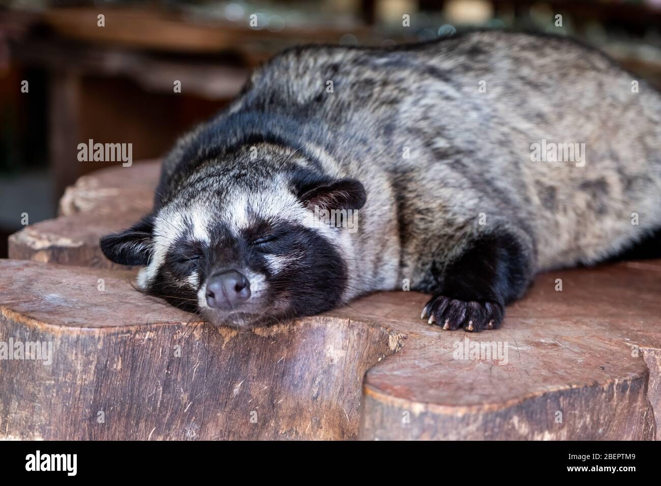 Kopi luwak Katze, Name dieses Tieres "Kopi Luwak Katze" die Tiere werden in  Kaffeeplantagen für luwak Kaffee verwendet Stockfotografie - Alamy