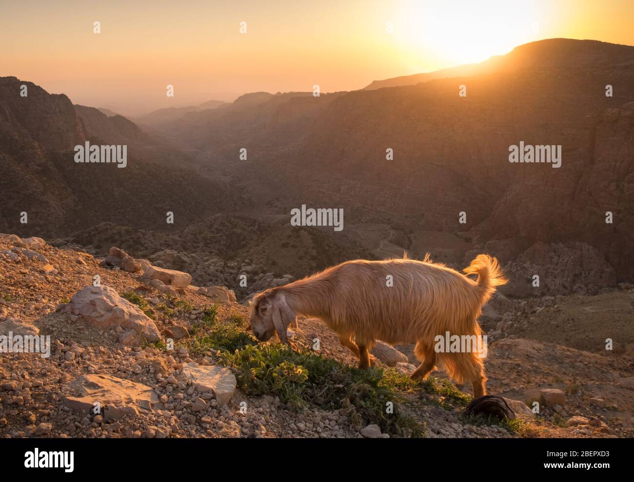 Eine Ziege im Dana Biosphere Reserve bei Sonnenuntergang, Jordanien Stockfoto