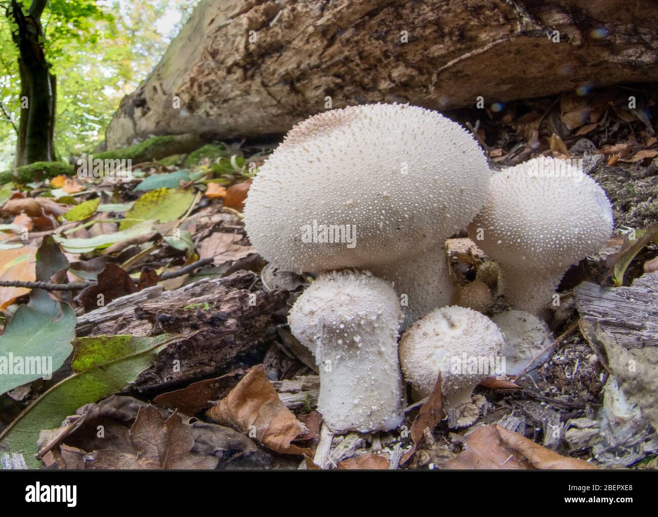 Pilze wachsen auf dem Waldboden Stockfoto