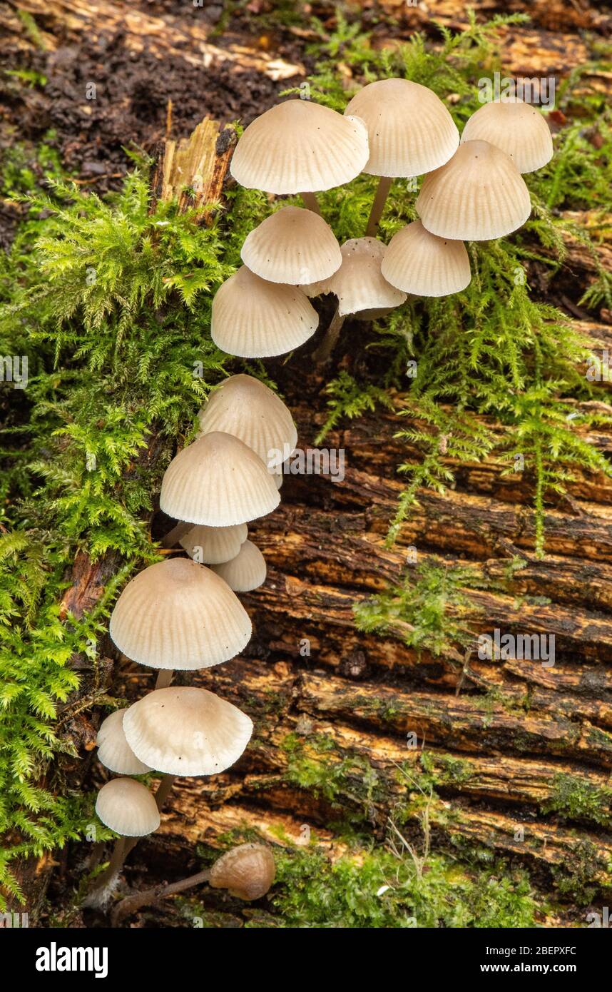 Pilze wachsen auf gefallener Baumstamm Stockfoto