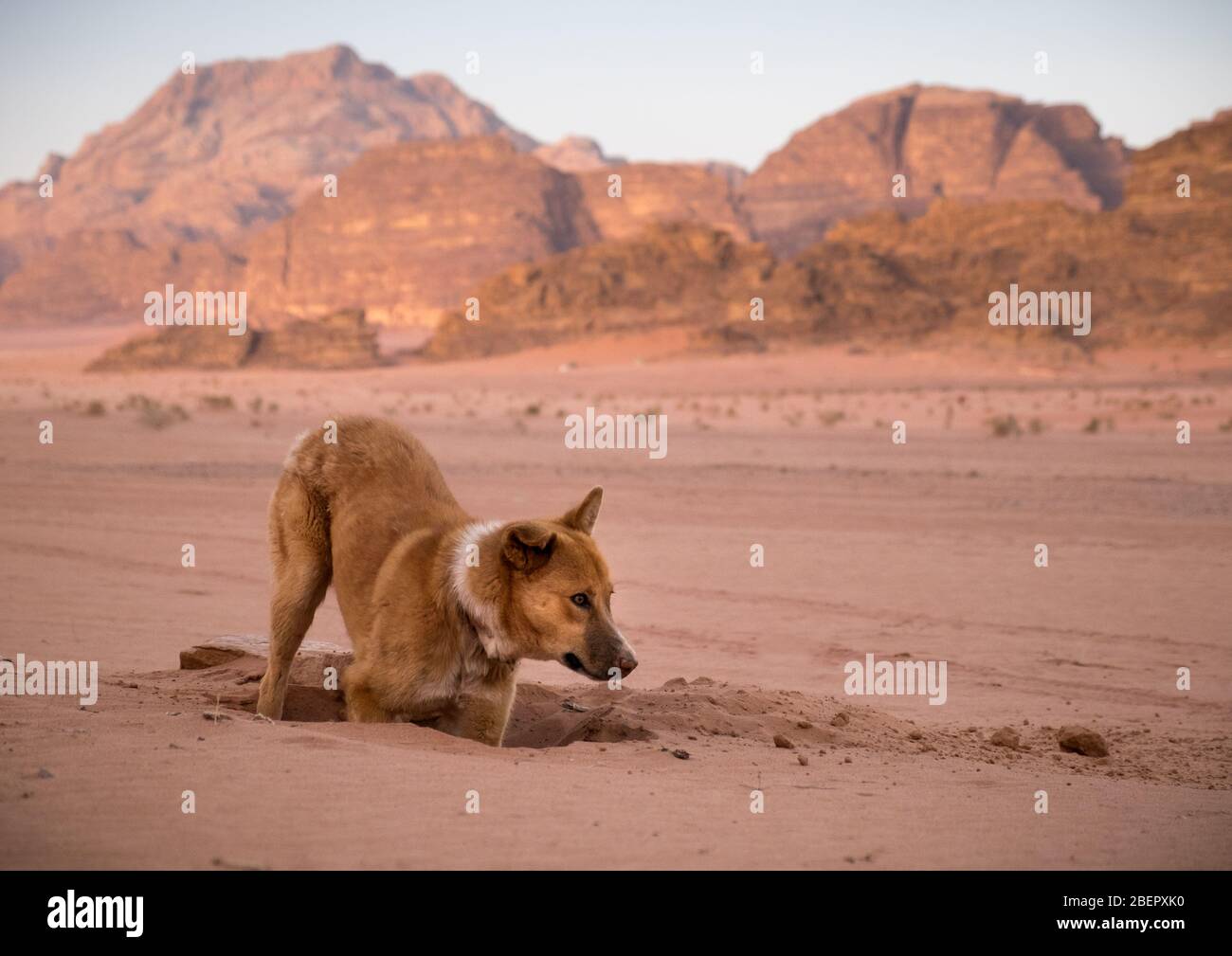 Streunender Hund, der am frühen Morgen in Wadi Rum, Jordanien, einen Halt im Sand gräbt Stockfoto